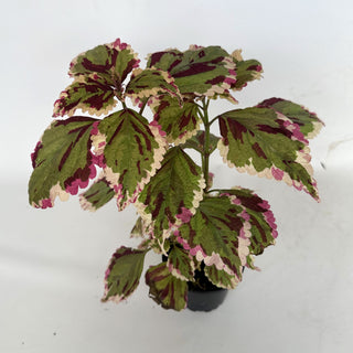 Z-2190 - Plectranthus hybrida (Coleus) 'Anna'