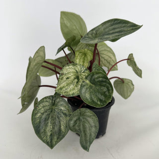 Z-2160 - Peperomia argyreia variegata
