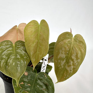 Z-2166 - Philodendron aff. brandtianum (Shingling Form)