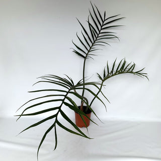 Z-2243 - Philodendron tortum (Non-TC) - XL Pot