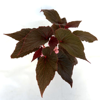 Begonia 'Burning Bush'