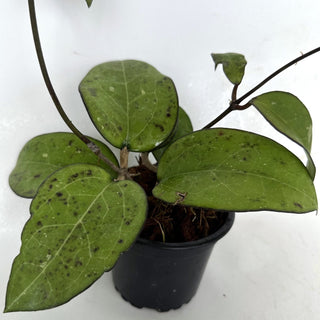 Z-2200 - Hoya vitellina