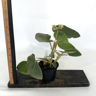 Z-2137 - Begonia kuhlmannii **NEW Release**