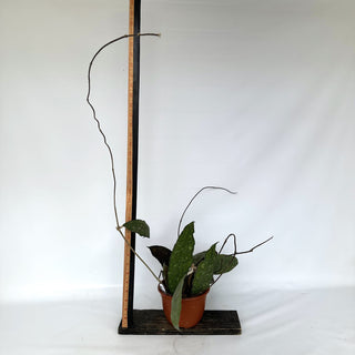 Z-2241 - Hoya clemensiorum - 6in Hanging Basket