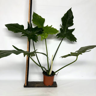 Z-2231 - Philodendron 'Green Dragon'