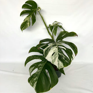 Z-2206 - Monstera deliciosa var. borsigiana albo-variegata