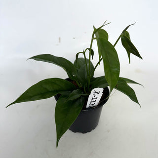 Z-2220 - Hoya chewiorum