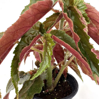 Begonia 'Ginny'