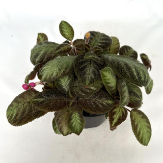 Z-2348 - Episcia "Costa Rica Pink" - 5” Pot