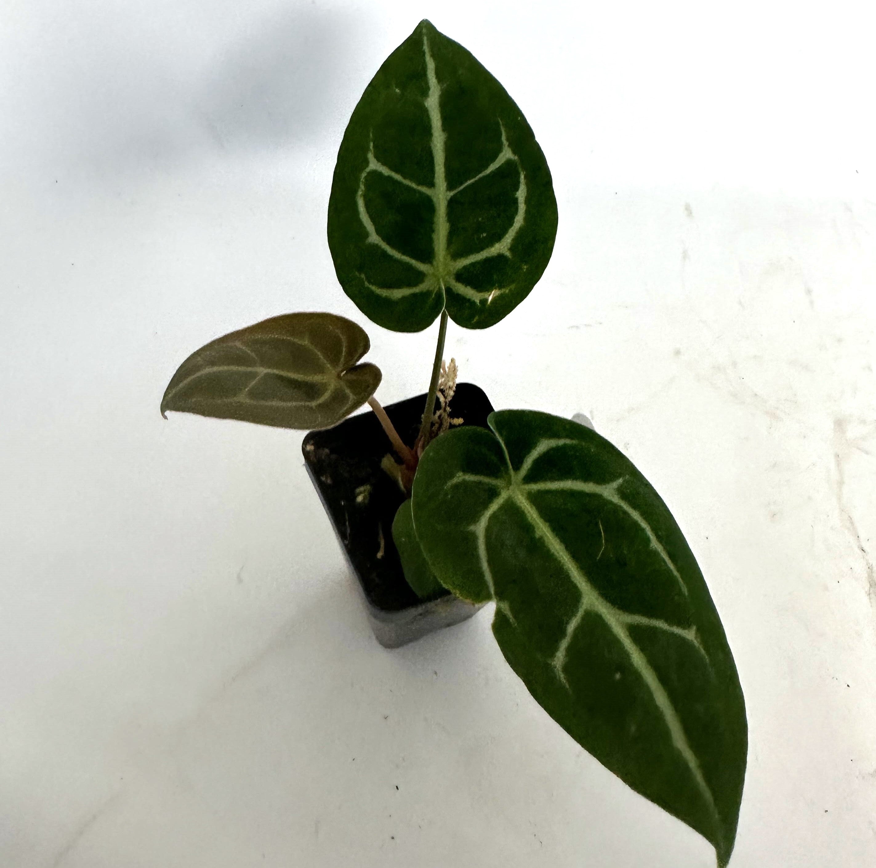 anthurium blue velvet Anthurium 'Blue Velvet' x magnificum