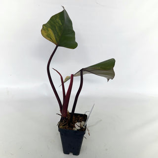 Z-2142 - Philodendron 'Strawberry Shake'