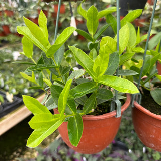 Hoya densifolia