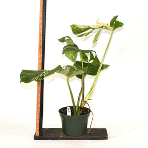 Monstera deliciosa var. borsigiana albo-variegata [#502]