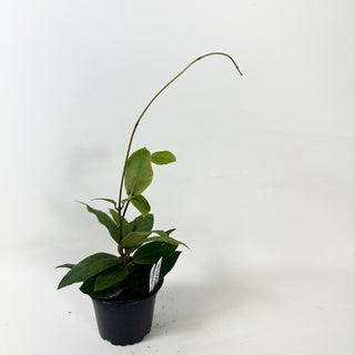 Hoya 'Patricia' [#1858]