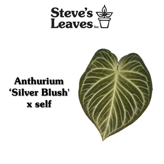 Anthurium 'Silver Blush' x self - Seed Pack