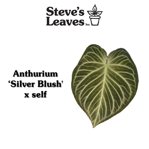 anthurium silver blush mature Anthurium 'Silver Blush' x self
