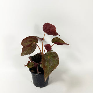 Begonia 'Suncana'