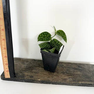 Scindapsus pictus "Green Form" (Hassk) [#2048]