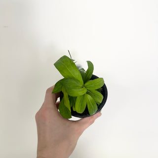 Hoya unruhiana [#1992]