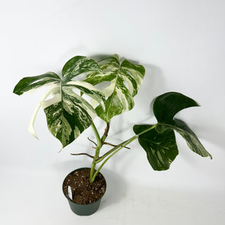 Monstera deliciosa var. borsigiana albo-variegata [#2348]