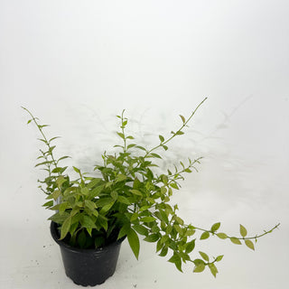 Hoya microdwarf (NS 12-323) [#2368]