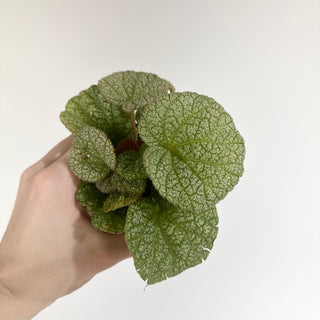 Begonia 'Steve's Leaves Dewfrost' [#2018]