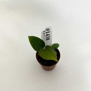 Anthurium 'Prince of Darkness' x self - 2 Seedlings [#1438]
