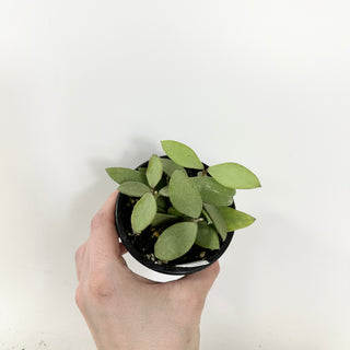 Hoya nummularioides (silver) [#1639]