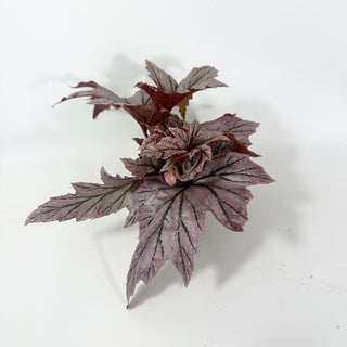 Begonia 'Lamoon' [#2051]