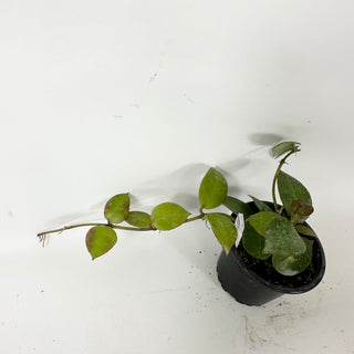 Hoya 'Chubby Bunny' (RHI 402) [#1717]