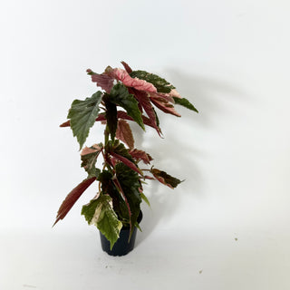 Z-5234 - Begonia 'Ginny Galaxy'
