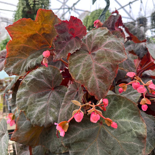Begonia 'Robin'