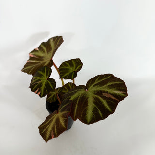 Begonia soli-mutata (variegated) [#1099]