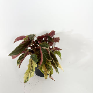 Begonia 'Ginny Galaxy' [#2265]