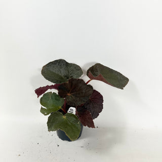 Begonia 'Steve's Leaves Bloodmoon' [#1928]