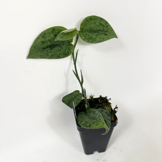 Scindapsus pictus 'Green Army'