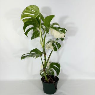 Z-4693 - Monstera deliciosa var. borsigiana albo-variegata