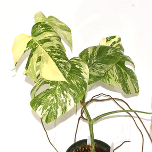 Monstera deliciosa var. borsigiana albo-variegata [#513]