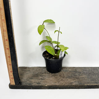 Hoya elmeri (splash) [#1673]