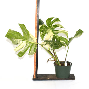 Monstera deliciosa var. borsigiana albo-variegata [#515]