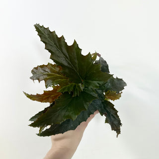 Begonia 'Peppermint Princess' [#2088]