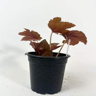 Begonia 'Gryphon' [#2135]
