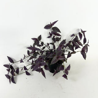 Gibasis pellucida (Purple Form)