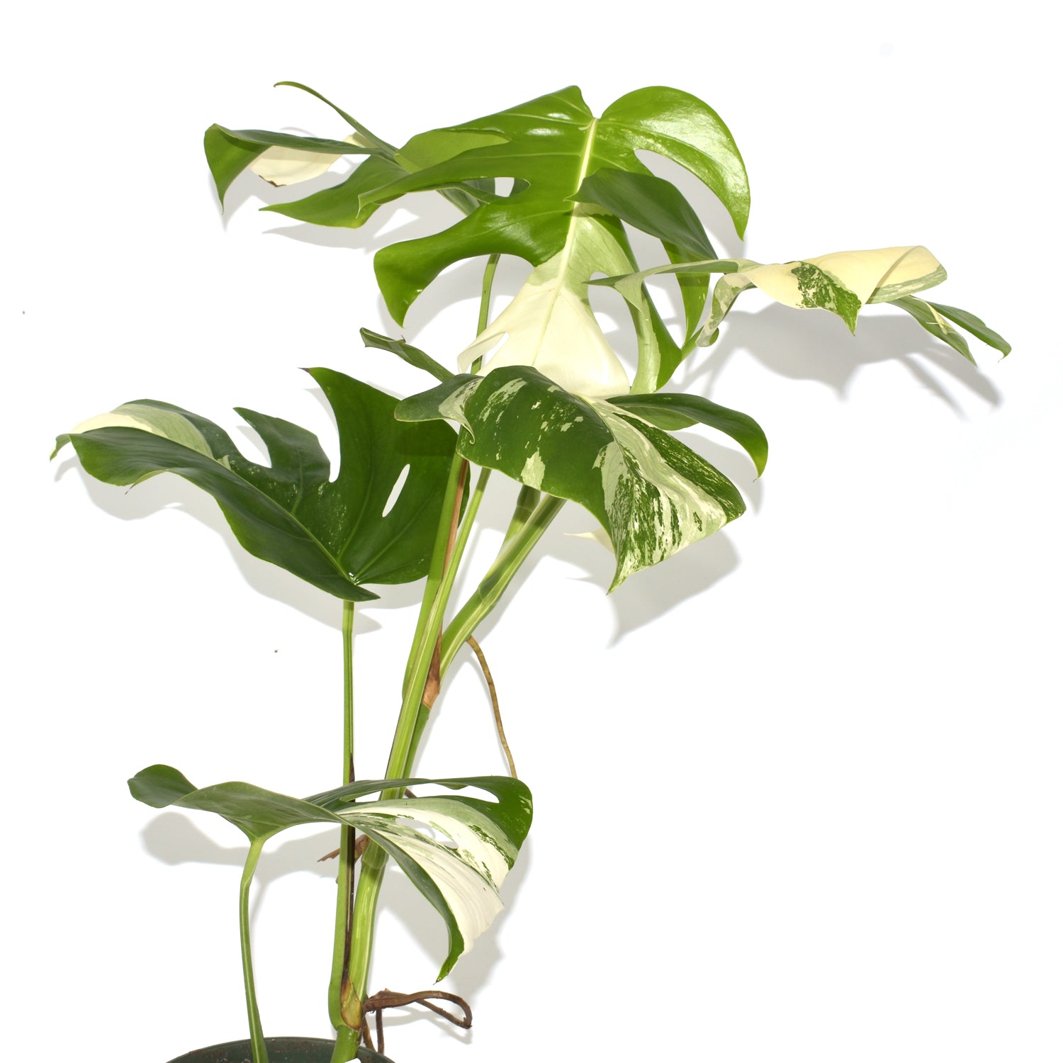 Monstera deliciosa var. borsigiana albo-variegata [#516]