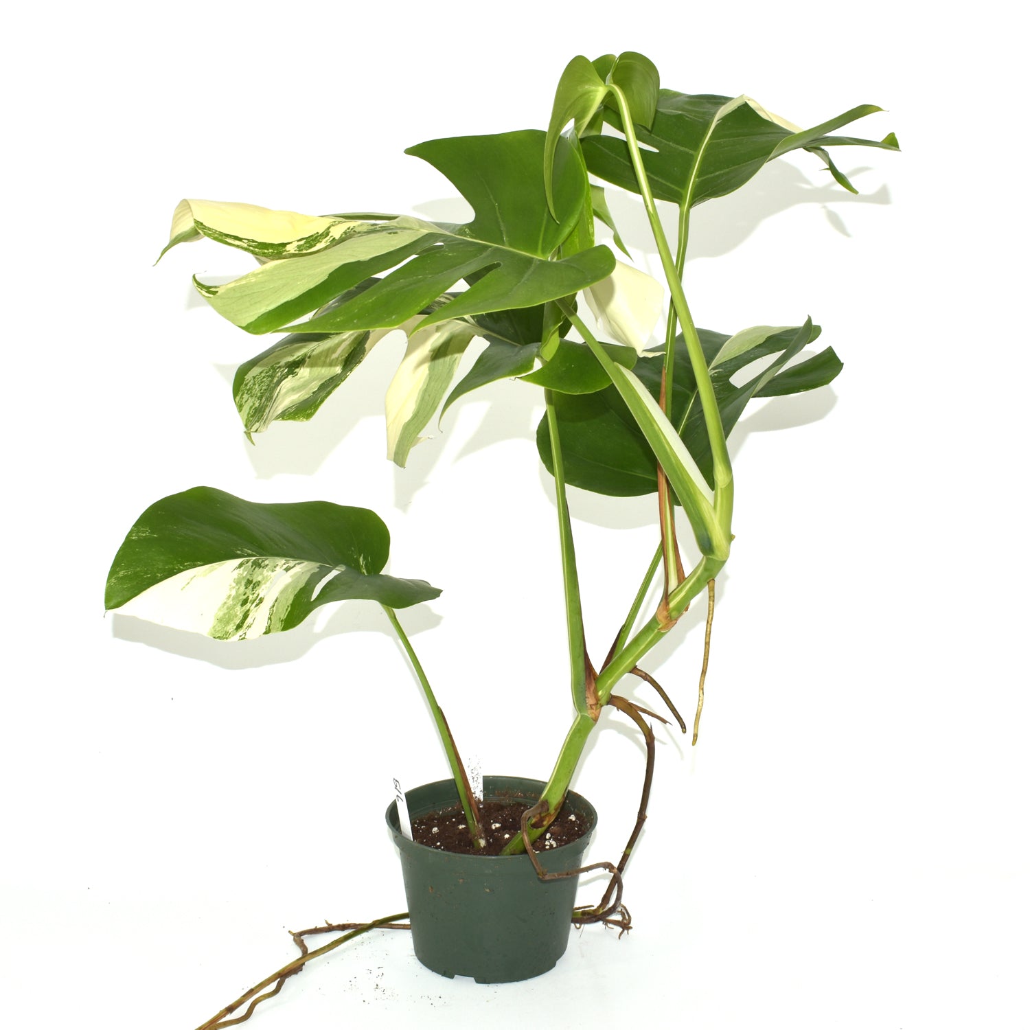 Monstera deliciosa var. borsigiana albo-variegata [#516]
