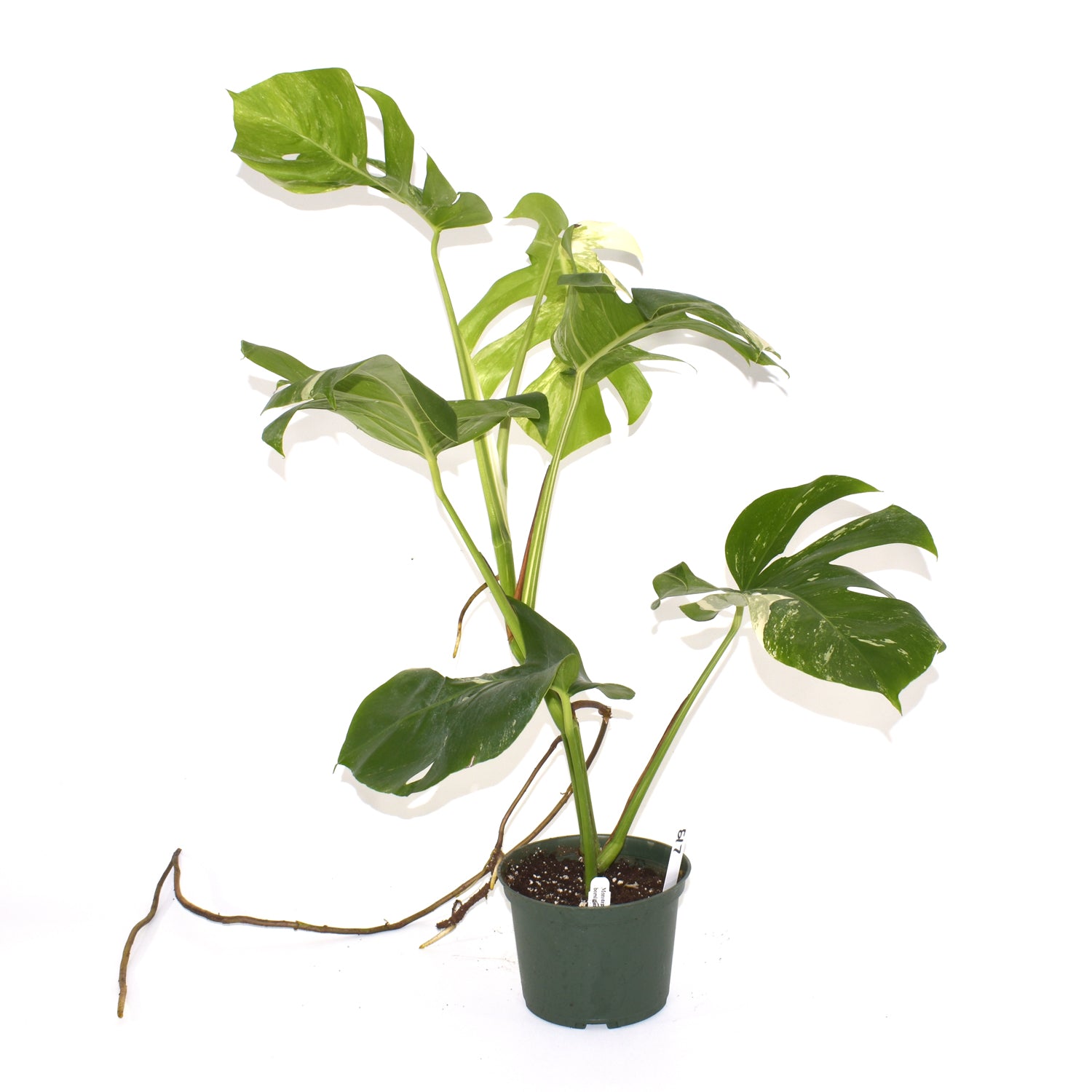 Monstera deliciosa var. borsigiana albo-variegata [#517]