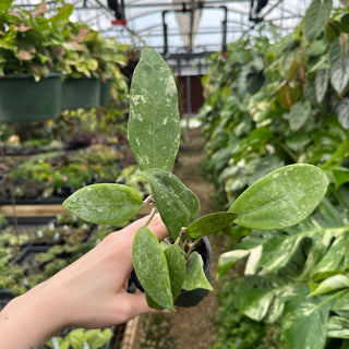 Hoya 'Stevo' (RHM 011-05)