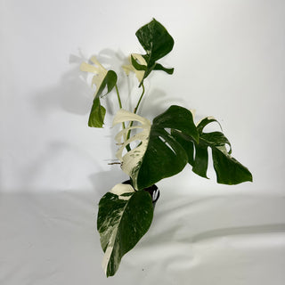 Monstera deliciosa var. borsigiana albo-variegata [#1640]