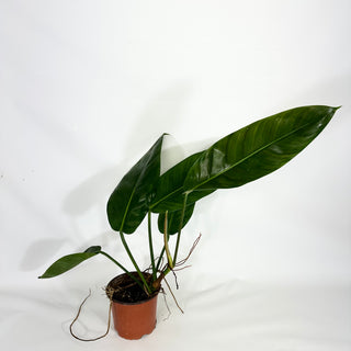 Z-4324 - Philodendron patriciae x ruizii **2nd Release**