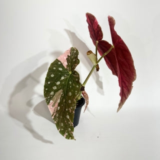 Begonia maculata (Variegated) [#2014]